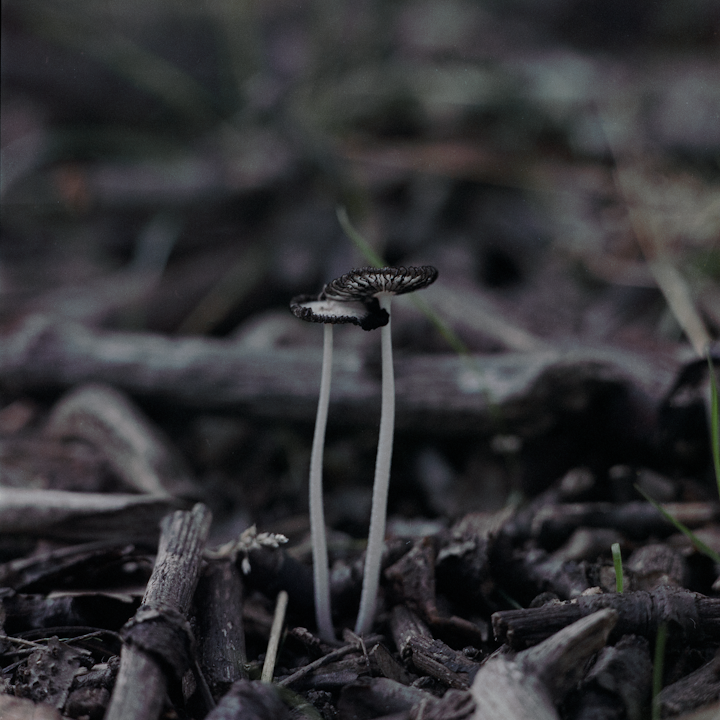 mushrooms - A pair of Hare's Foot Inkcap (Coprinopsis Lagopus)
