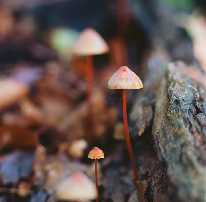 mushrooms - Saffrondrop Bonnet (Mycena Crocata) in Epping Forest, UK