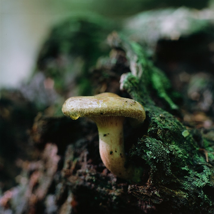 mushrooms - A Rollrim (Genus Paxillus), but species unsure