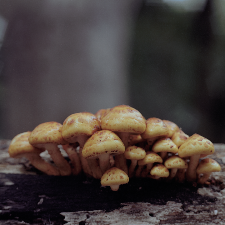 mushrooms - Golden Scalycaps (Pholiota Adiposa), in Epping Forest