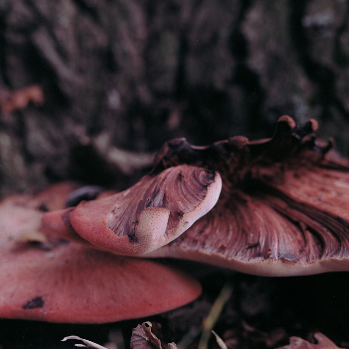 mushrooms - A decaying Beefsteak Fungus (Fistulina Hepatica) in Richmond Park, London