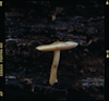 mushrooms - Deer Mushroom (Pluteus Cervinus) on a log in Epping Forest, UK