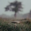 mushrooms - A Parasol (Macrolepiota Procera) in Richmond Park, London