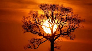 Return to Sunset Tree