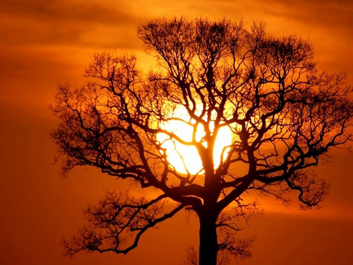 Return to Sunset Tree