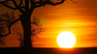 Sunset by the Tree