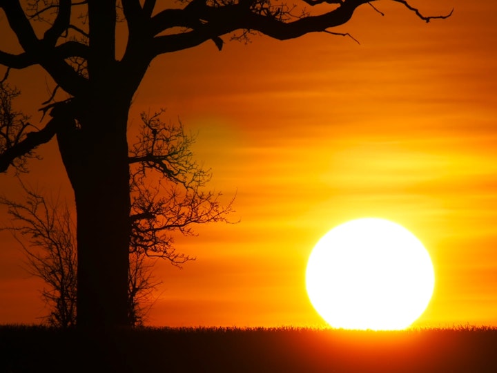 Sunset by the Tree