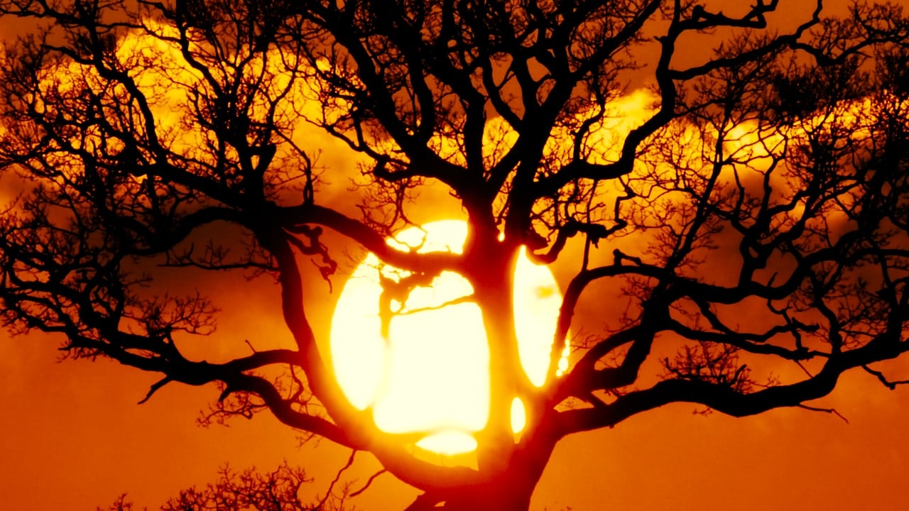 Be Sunset Tree