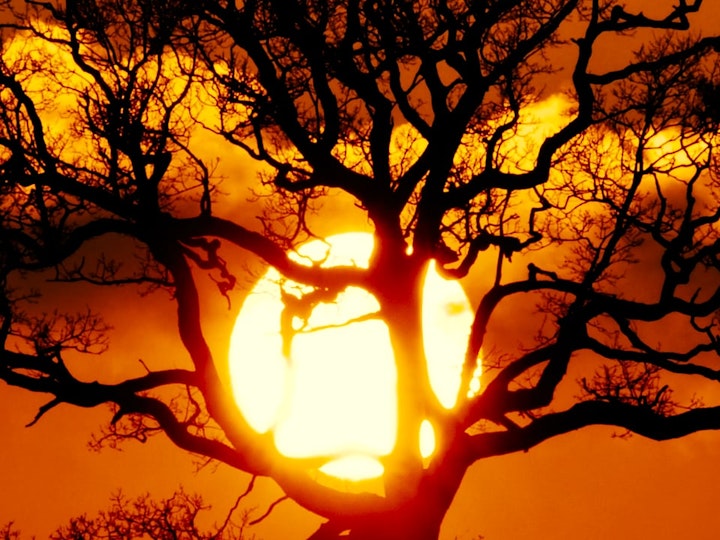 Be Sunset Tree