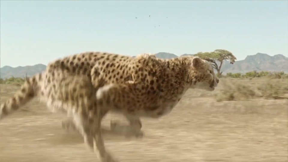 Woolworths - Super Animals 'Cheetah' - Craig Rasmus