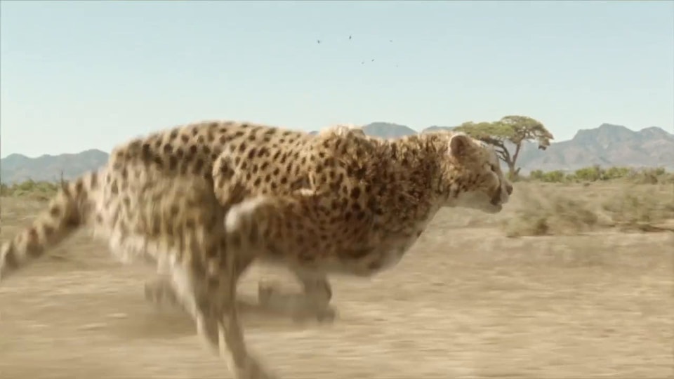 Woolworths - Super Animals 'Cheetah' - Craig Rasmus Woolworths - Super Animals 'Cheetah' - Craig Rasmus
