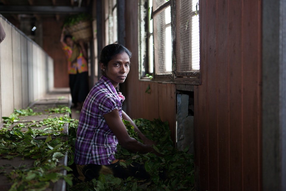 A woman working in a tea factory - Care International, Sri Lanka