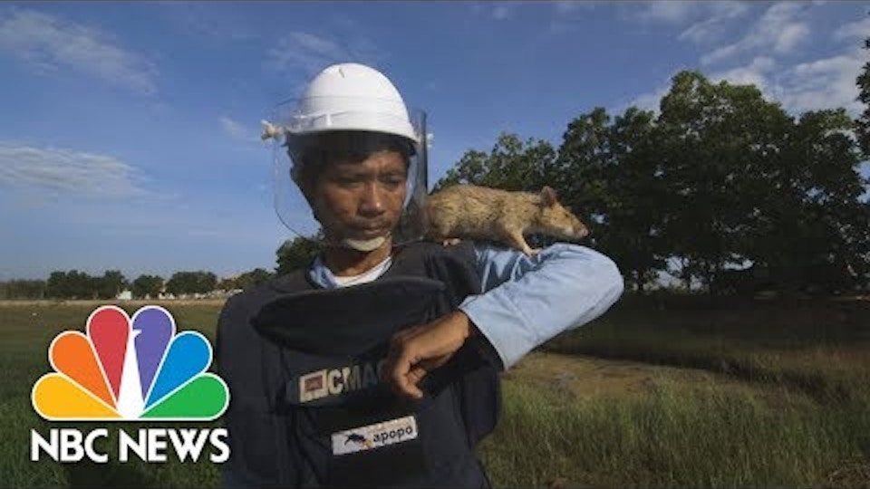 Demining Cambodia: The Best Man For The Job Are Actually Giant Rats | NBC News