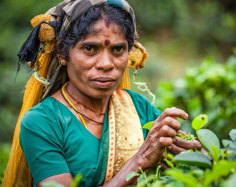 A tea plucker near Kandy, Sri Lanka
