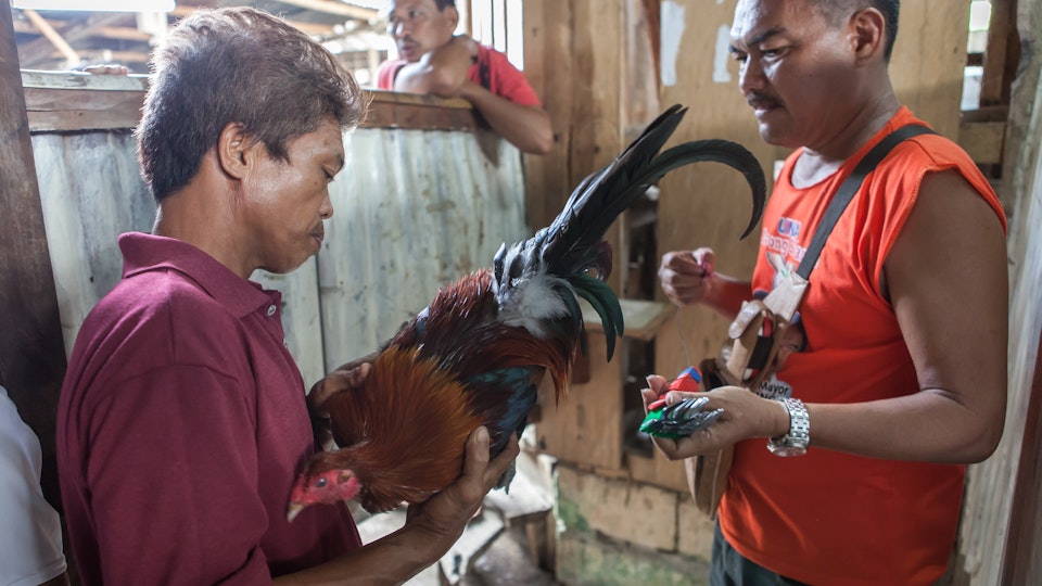 Cock Fight in the Philippines