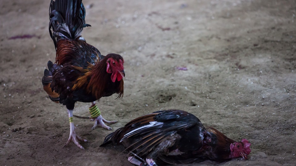 Cock Fight in the Philippines