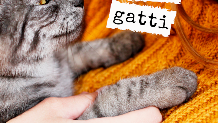 IVVI Editore - Le nostre quarantene, Amici Gatti & Poesia Italiana - Libro Giallo