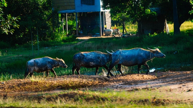 Cambodia Cattle small-1