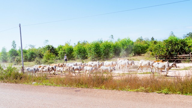 Cambodia Cattle small-2