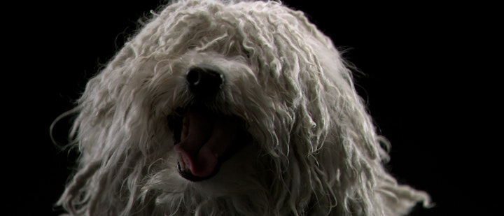 USA WESTMINSTER DOG SHOW