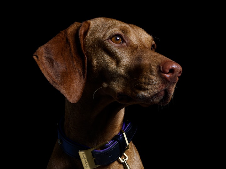 K9 Collars | Buster + Punch