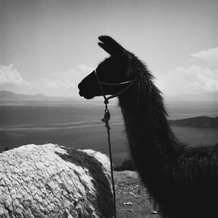 Monochromatic Bolivia