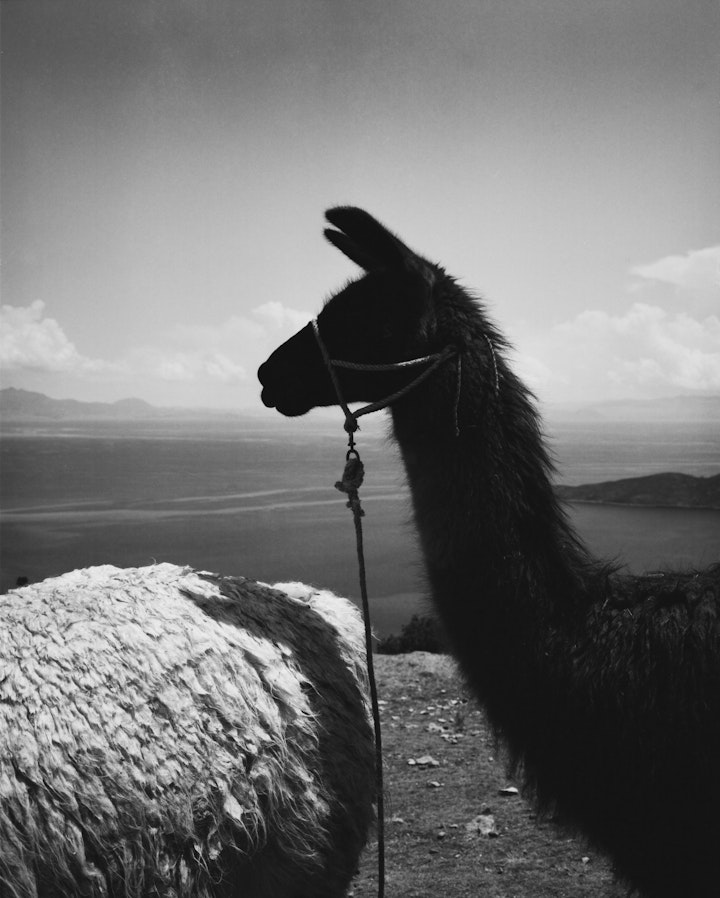 LLama -