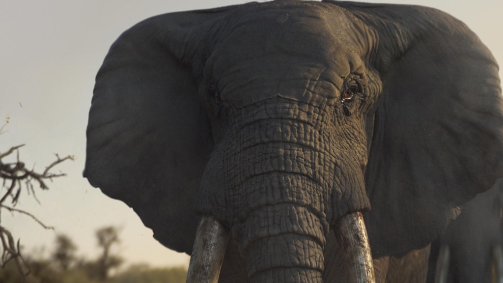 WWF - Elephant Eye