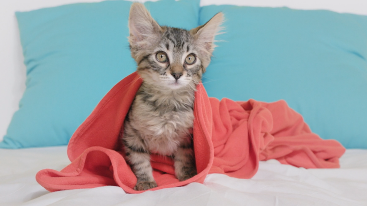 CHEWY.com - "Mix 'n Match"