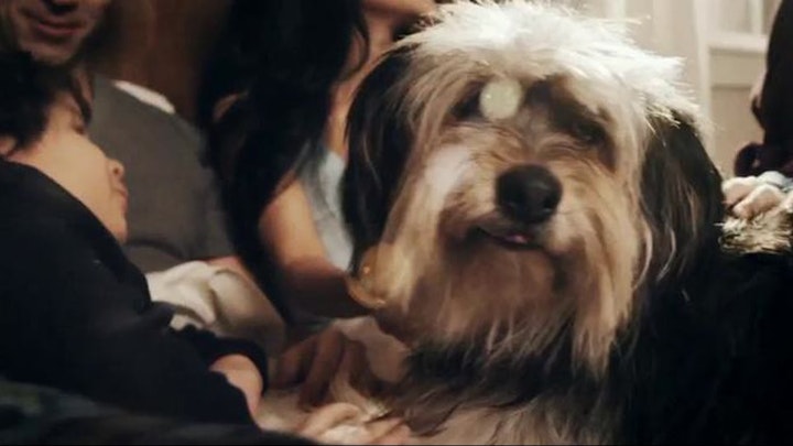 PETSMART - "A Lot Like Us"