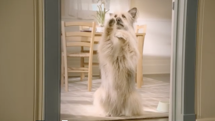 PETSMART - "Dinnertime"