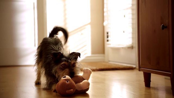 PETSMART - "Martha Stewart Pets"