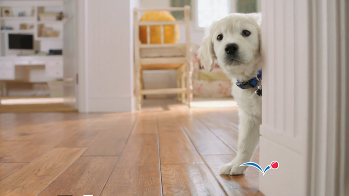 PETSMART - "Puppies"