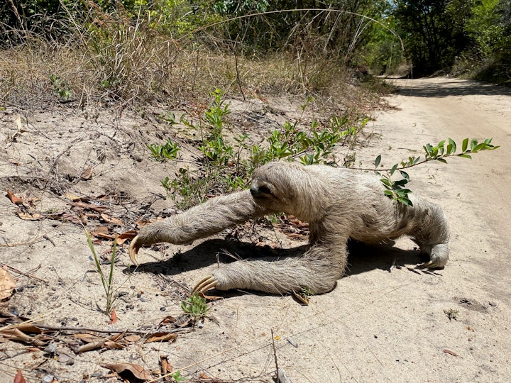 Guardians of the Canopy: Sloths - The Magnificent and Endangered Wonders of the Rainforest