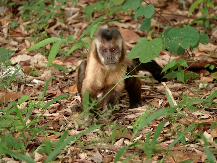 Concrete Jungle: The Story of Capuchin Monkeys in the City