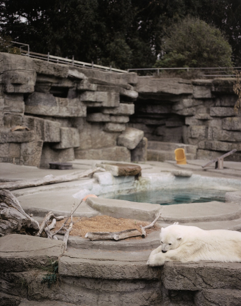 Lonely Bear -