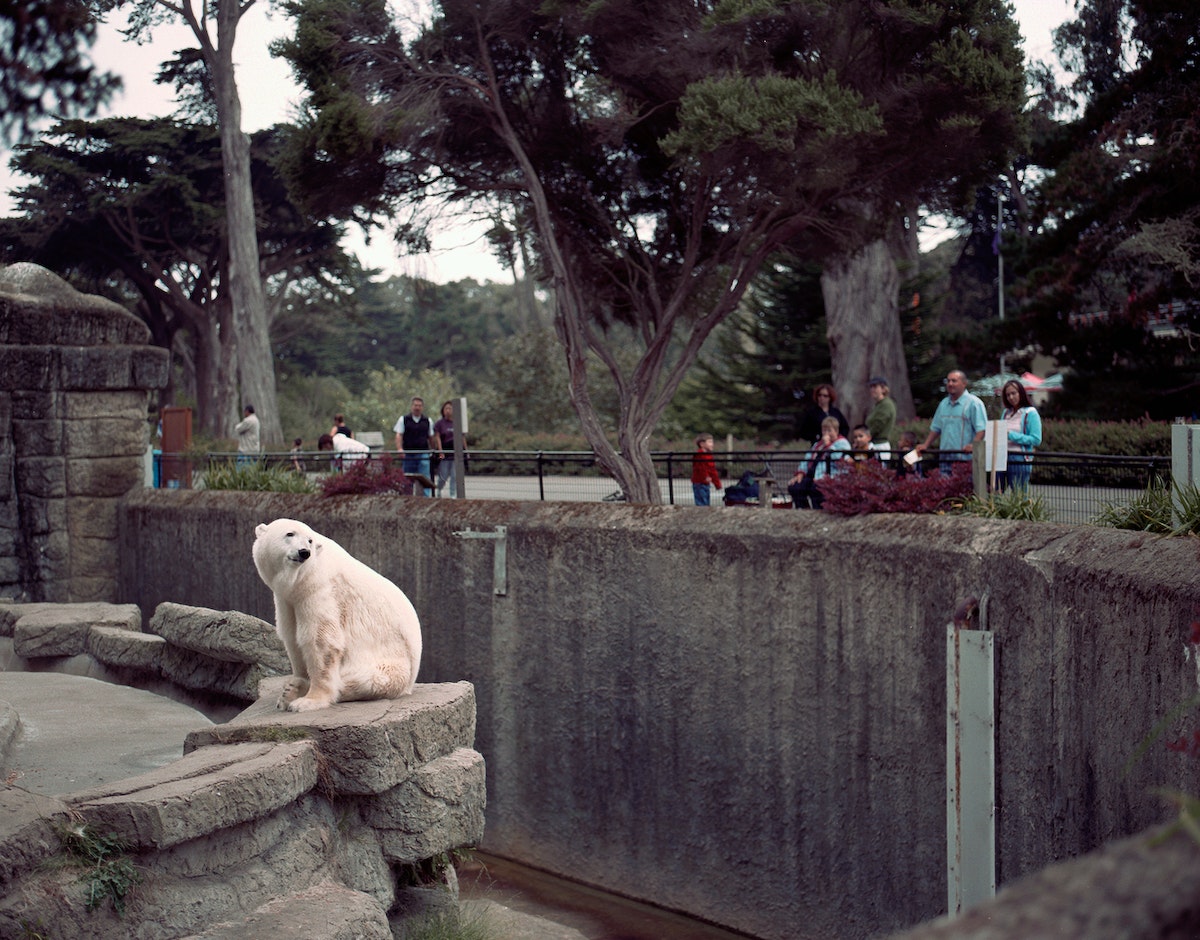 Polar Bear in summer heat -