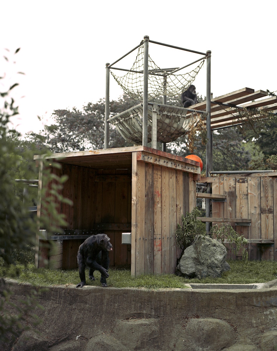 Chimps -
