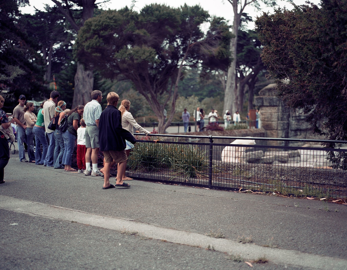 Polar Bear Crowd -