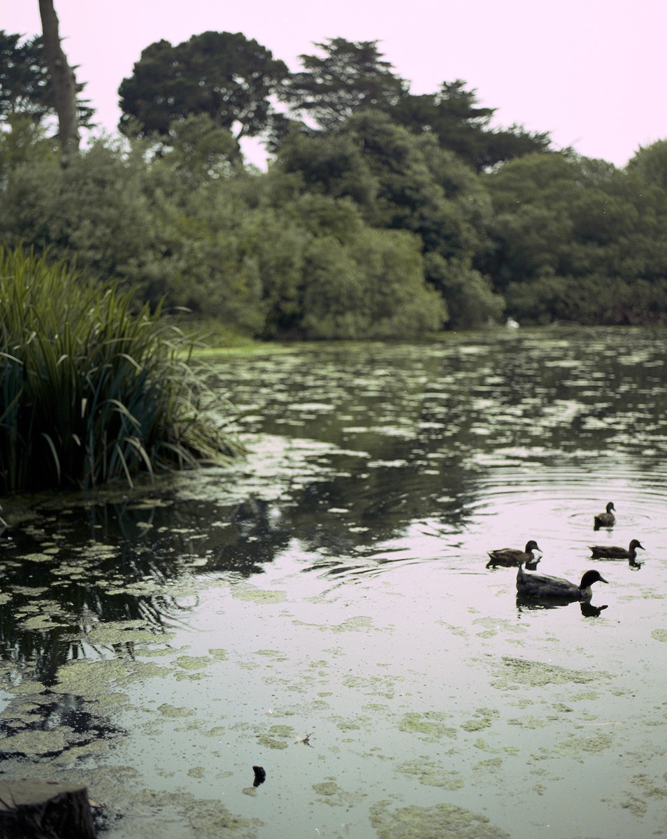 Ducks -