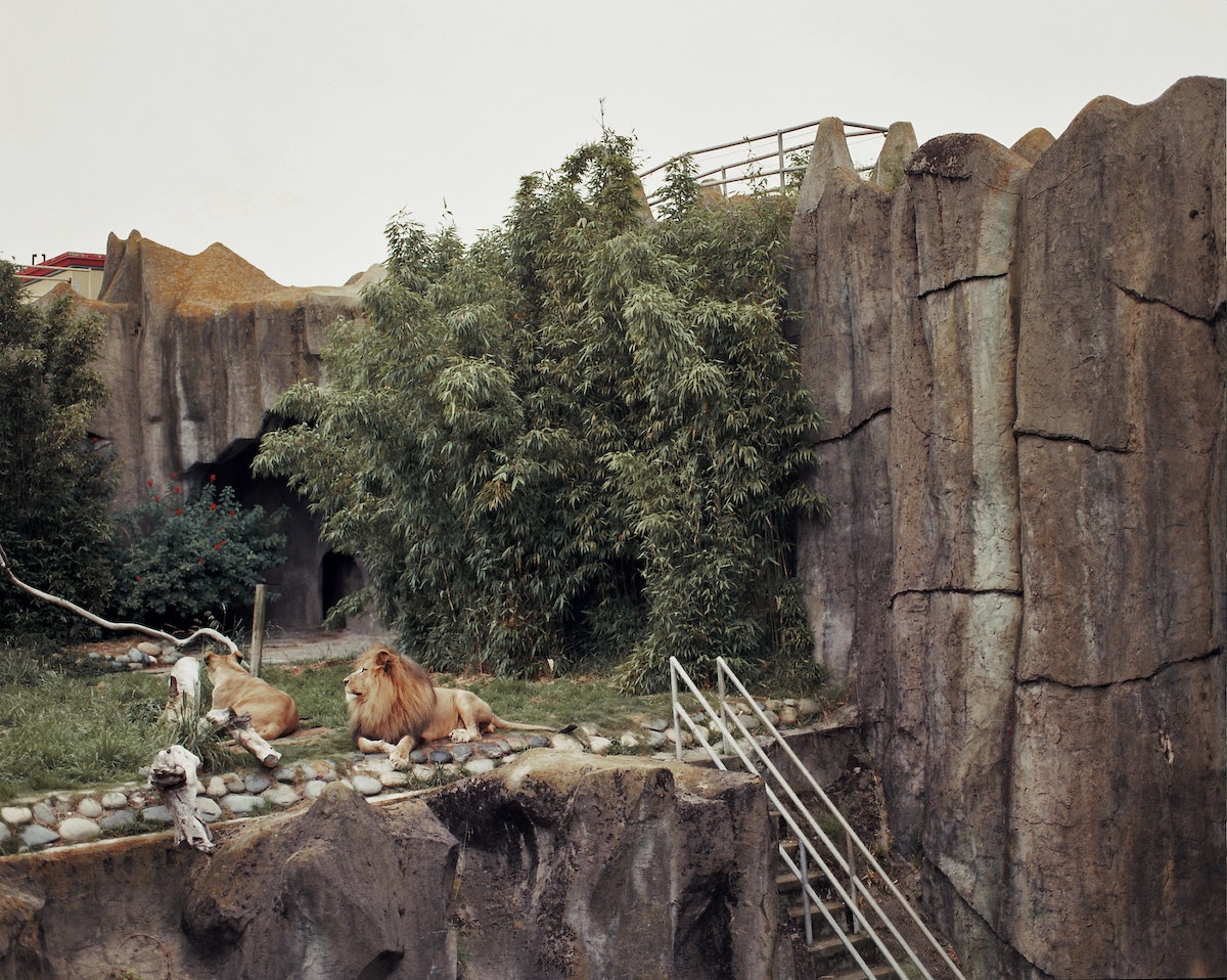 Lions -