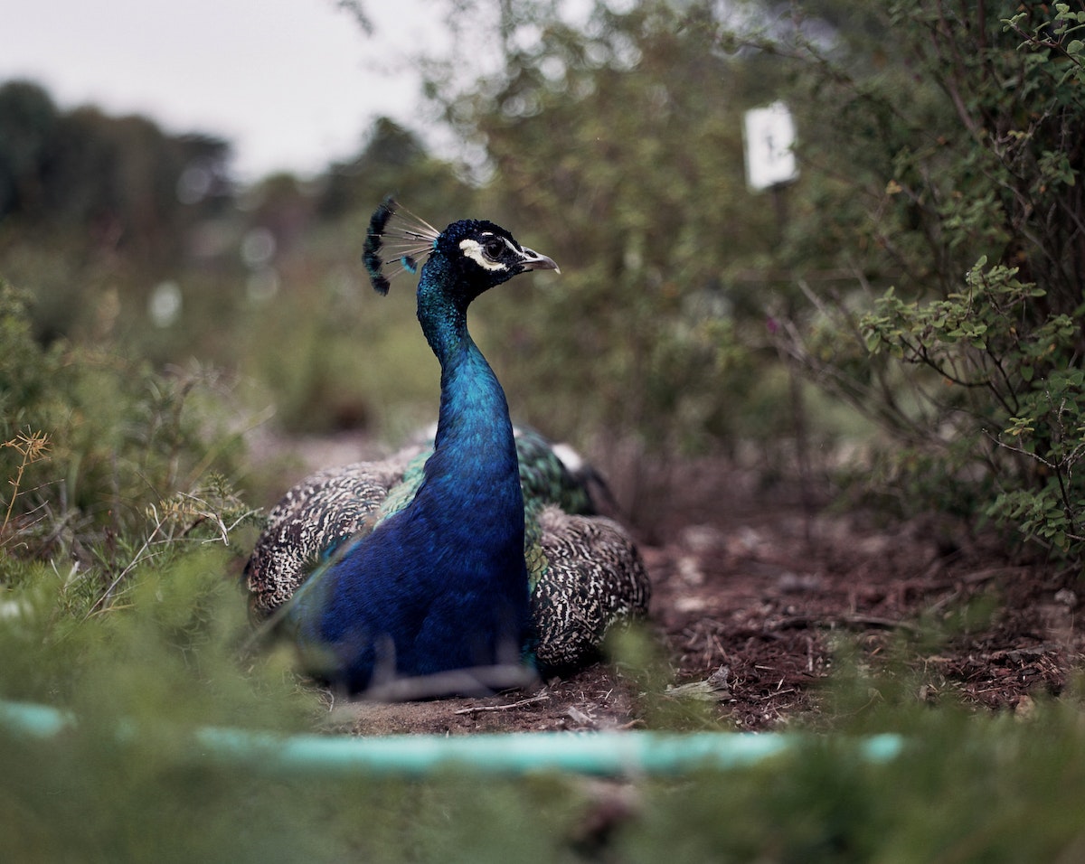 Peacock -