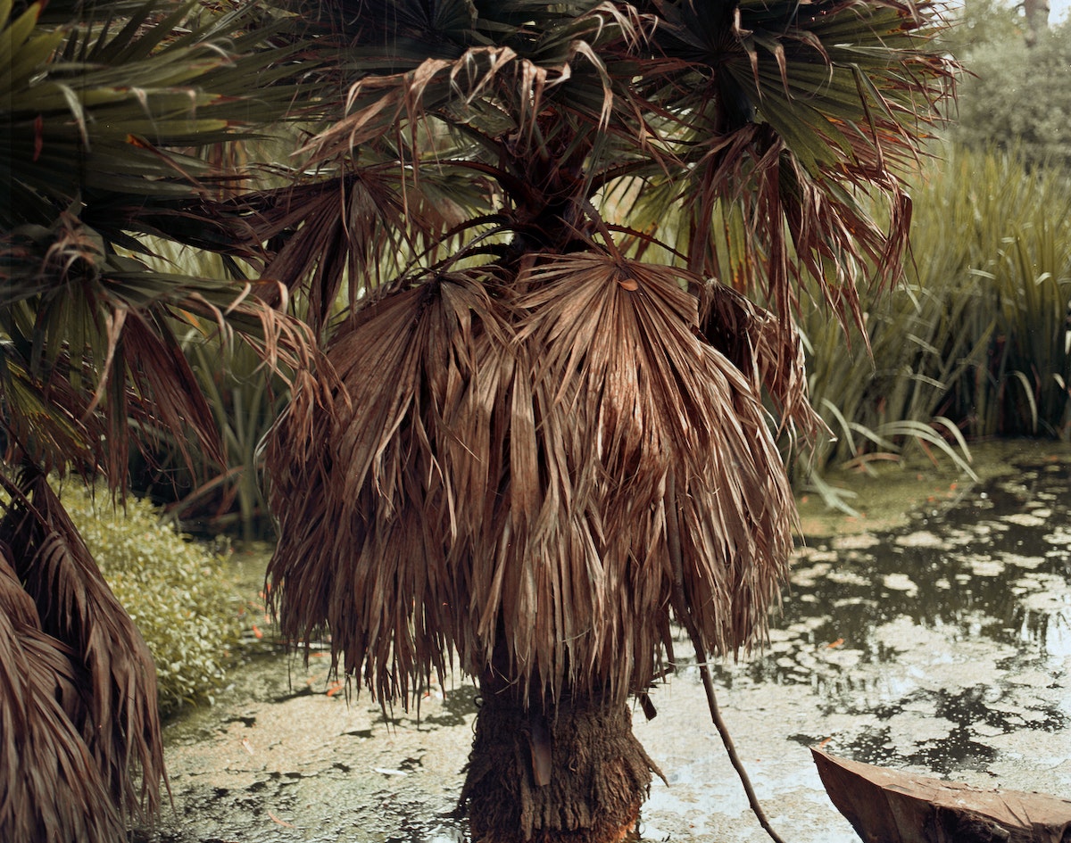 A Tree -