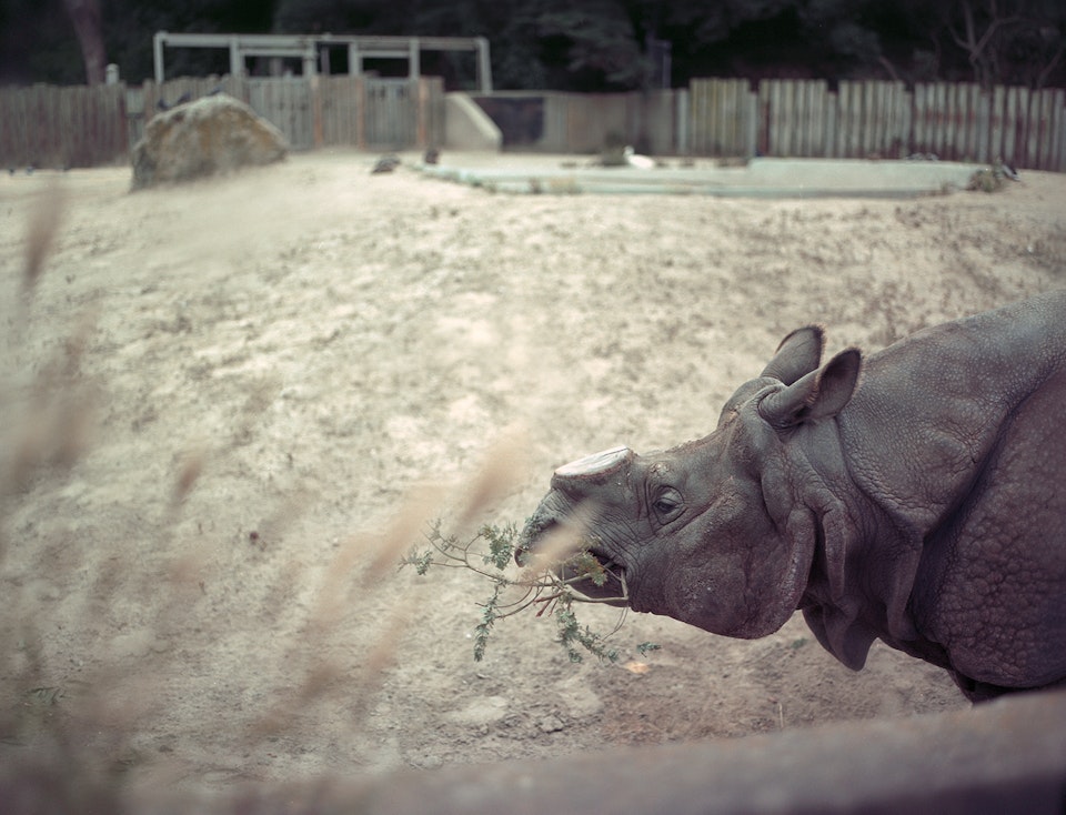 Rhino -