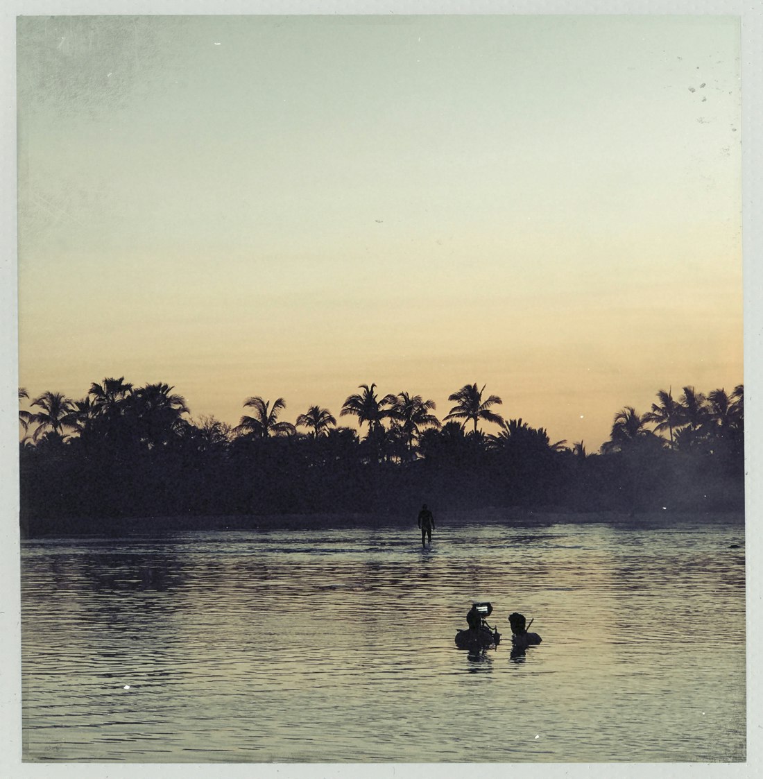 dolphin -