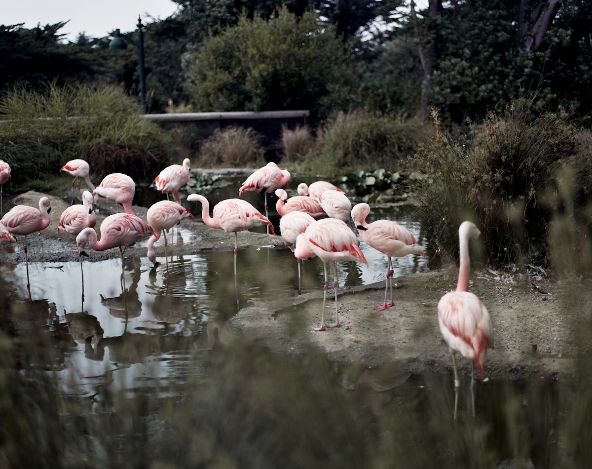Flamingos -