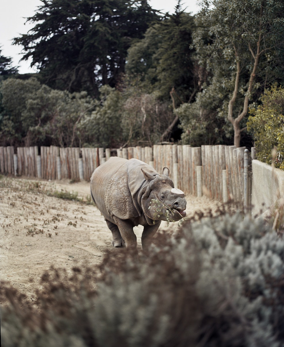 Eating some grass -