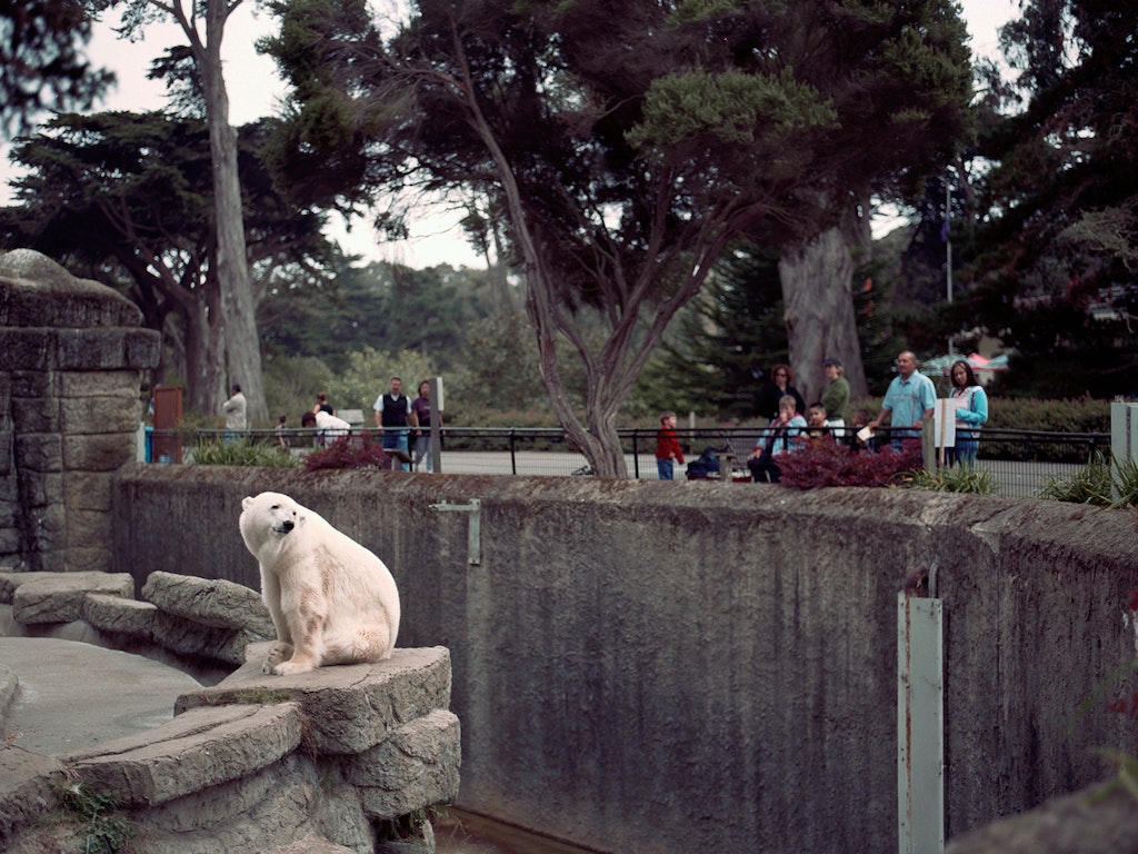The San Francisco Zoo is a lonely place