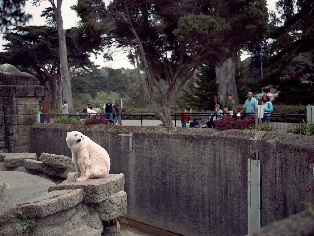 The San Francisco Zoo is a lonely place