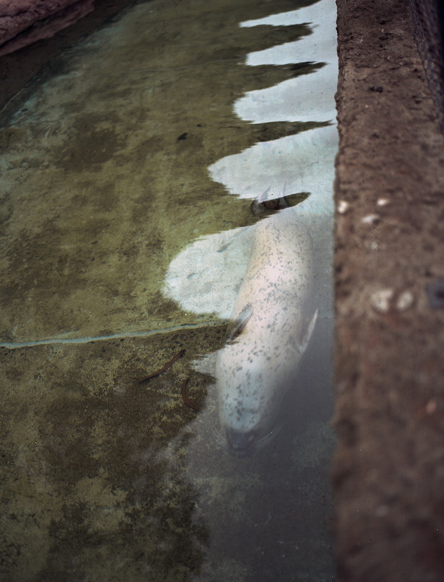Seal-2 -